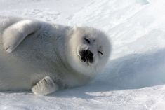 a baby polar bear rolling around in the snow