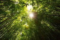 the sun is shining through some tall bamboo trees