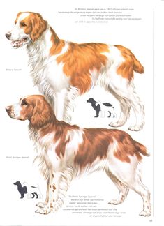 an illustrated guide to the different breeds of dogs