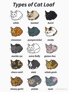 the types of cats that are in different colors and sizes, including black, white, orange