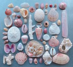 many different shells and seashells on a blue surface