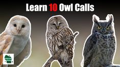 three owls are shown with the words learn 10 owl calls on it's side