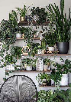 an instagram page with plants and potted plants on the shelves in front of them