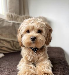 a small dog sitting on top of a bed