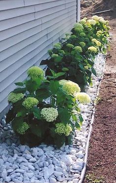 some plants are growing in the corner of a house's side yard, along with rocks and gravel