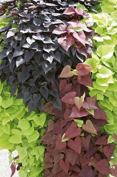 several different types of plants growing on the side of a building