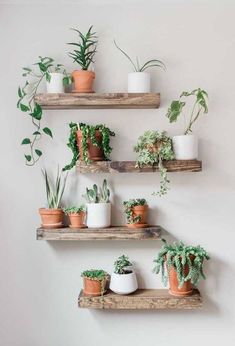 several potted plants are arranged on wooden shelves