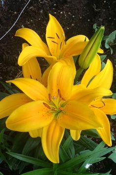 yellow flowers are blooming in the garden