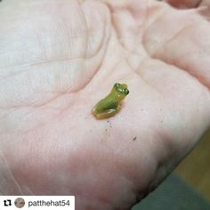 a small green insect sitting on top of a persons hand