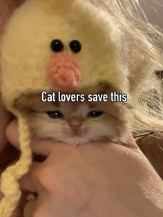 a person holding a cat wearing a knitted duck hat with the caption cats lovers save this