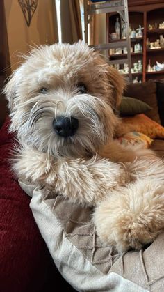 a shaggy haired dog laying on top of a couch