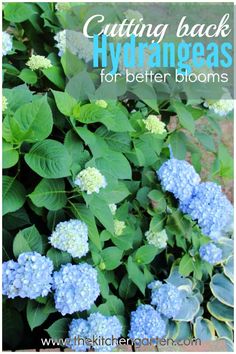 blue hydrangeas with green leaves and text overlay saying cutting back hyrdraneas for better blooms