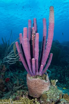 an underwater view of some corals and seaweed