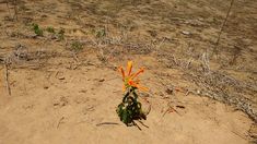 an orange flower is growing in the dirt