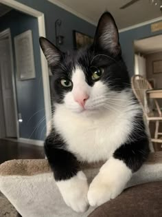 a black and white cat sitting on top of a bed