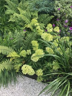 some green plants and purple flowers in a garden