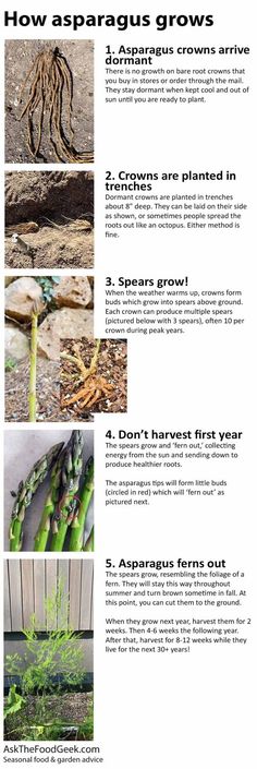 an info sheet describing how to grow asparagus grown in the garden and what they are