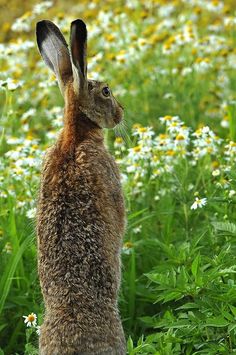 a brown rabbit standing on its hind legs in the middle of a field of flowers