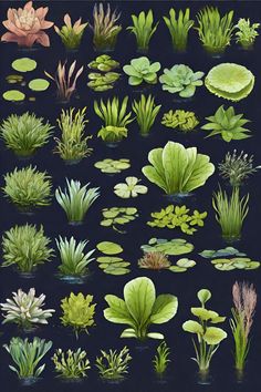 an image of various plants and water lilies