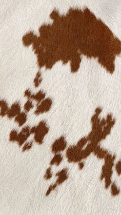 an animal's shadow is seen on the fur of another animal, which appears to be brown and white