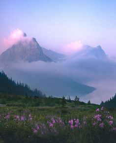 the mountains are covered in clouds and pink flowers