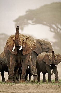 a herd of elephants standing next to each other on a grass covered field with trees in the background