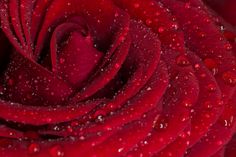 a close up view of a red rose with water droplets on it's petals