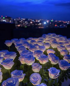 many white roses are lit up in front of a city skyline at night, with lights shining on them