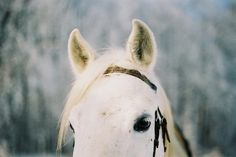 the head of a white horse with black markings on it's face and nose