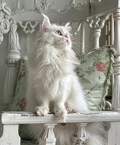 Persian Cat: The Quiet Majesty of Cats Pet Cat Aesthetic, Cat Life Hacks, Persian Cats, Cat Images, Majestic Creatures, Interesting Animals, Social Media Followers