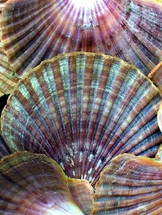 several seashells are arranged in rows on the sand, with sunlight shining through them