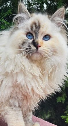 a fluffy white cat with blue eyes sitting on top of a table