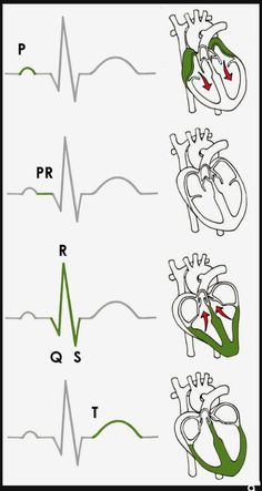 Studera Motivation, Nursing School Essential, Nursing School Motivation, Medical School Life, Basic Anatomy And Physiology, Nurse Study Notes, Medical Student Motivation, Nursing Student Tips, Biology Facts