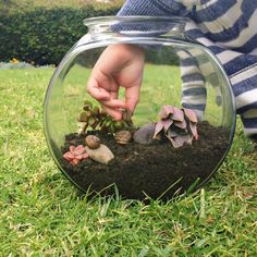 Pet Snail Terrarium, Snail Terrarium, Marimo Moss Ball Terrarium, Snail Garden, Snail Tank, Giant Snail, Frog Terrarium, Snail And The Whale, Gecko Terrarium