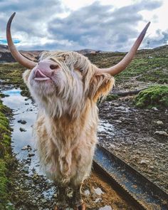 an animal with long horns standing on the side of a road