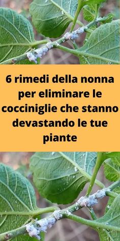 a plant with green leaves and white flowers in the center, surrounded by words that read 6 rimedi dell nonna per eliumiare e occini