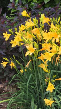 yellow flowers are blooming in the garden