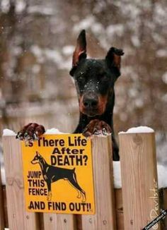 a black and brown dog sitting on top of a wooden fence next to a sign