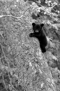 a black bear cub climbing up the side of a tree