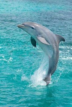 a dolphin is jumping out of the water