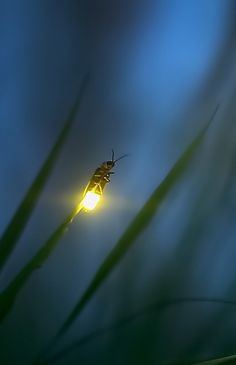 a bug sitting on top of a green plant next to a street light at night