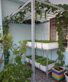 several plants are growing in white plastic containers on the outside of a blue building with windows