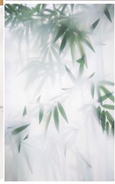 an abstract photograph of leaves in the misty air with black frame and white background