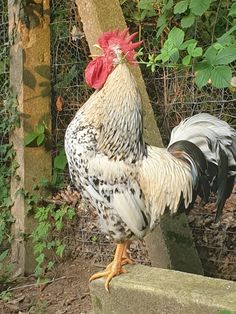 a rooster standing on top of a cement block