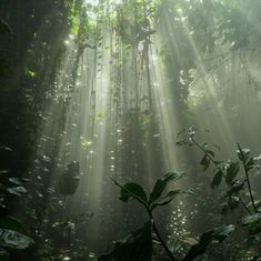 the sun shines through the trees in the jungle