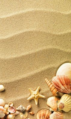 seashells and starfish in the sand at the beach