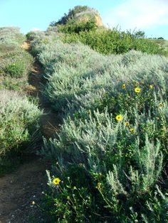 a dirt path surrounded by green bushes and wildflowers on the side of a hill