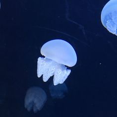 three jellyfish floating in the water together on a dark blue background with white bubbles