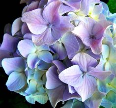 purple and white flowers with green leaves in the background