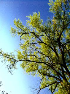 the sky is very blue and there are trees in front of it with green leaves